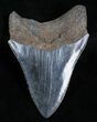 Inch Georgia Megalodon Tooth #3706-1